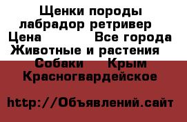 Щенки породы лабрадор ретривер › Цена ­ 8 000 - Все города Животные и растения » Собаки   . Крым,Красногвардейское